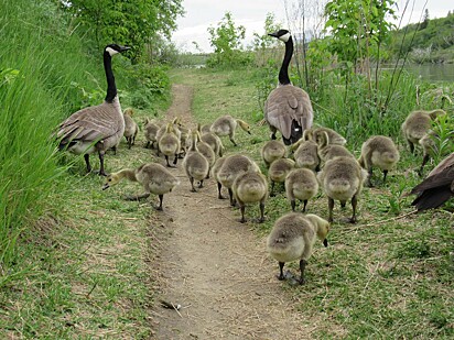 A mamãe ganso e seu companheiro estão caminhando com os 47 bebês