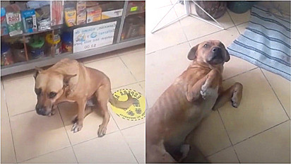 Cachorro convidou um amigo à loja de seu dono para se proteger da chuva.