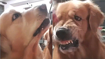 Golden retriever fica enciumado quando dona alimenta o seu irmão canino.