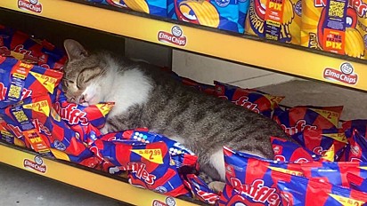 Moradora de Itanhangá, cidade do Rio de Janeiro, flagra gato dormindo em cima de pacotes de salgadinhos em supermercado.