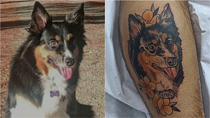 Apaixonado por sua border collie homem faz tatuagem em sua homenagem.
