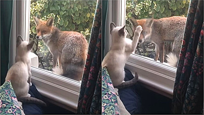 Gato e raposa interagem pela janela.
