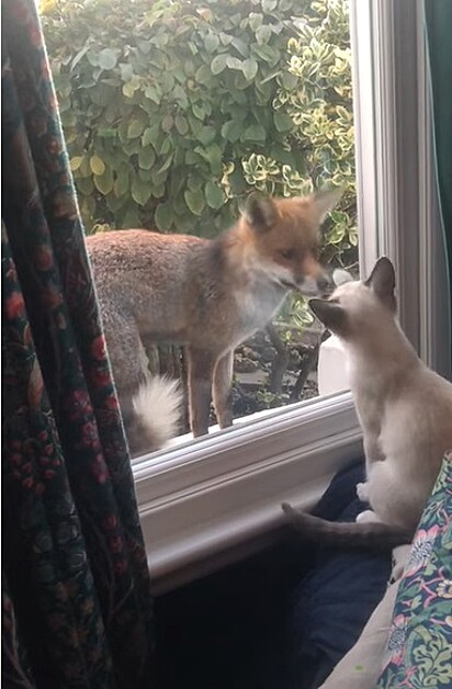 Felino e raposa são flagrados interagindo pela janela.