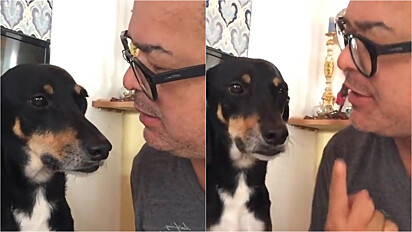Homem tem conversa séria com a sua cachorrinha por conta dos ciúmes que sente do seu irmão felino.