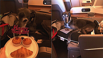 Do porão a cabine: cão ganha de aniversário voo na classe executiva da Singapore Airlines.