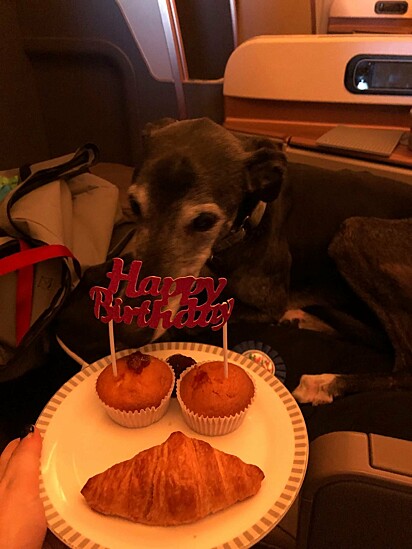 O cão ganhou até bolo para comemorar o seu aniversário.
