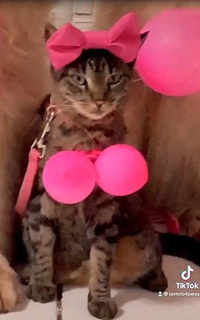 Zara está com balões no peito e um lacinho rosa na cabeça