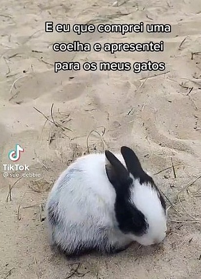 A coelhinha é de cor preta e branca 