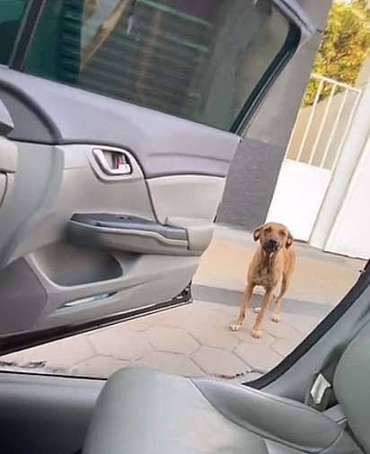 Receosa, a cachorrinha não quis entrar no carro.