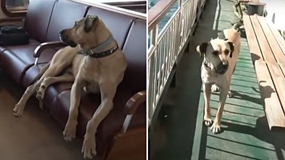 Cachorro anda sozinho de transporte público e respeita as regras do metrô.