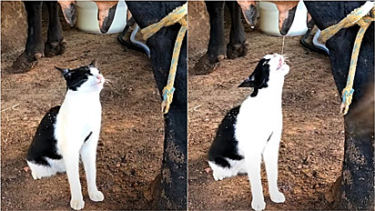 Gato bebe leite direto de úbere da vaca.