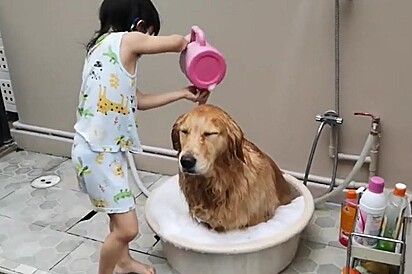 Menina de quatro anos está dando banho em cachorro com um regador de flor