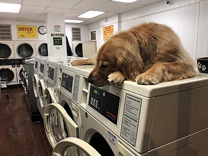 O cãozinho adora ficar em cima da máquina de lavar.