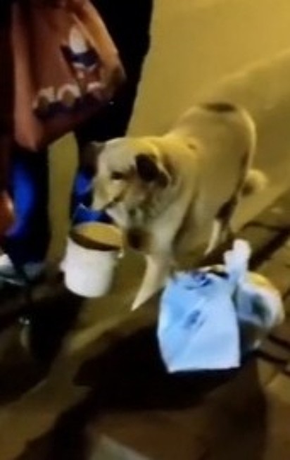 Cão está levando um balde