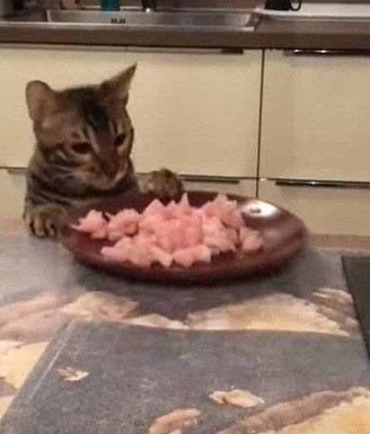 A gatinha está quase derrubando o prato no chão