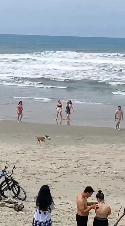 O peludinho fez muita gente correr pela areia da praia.