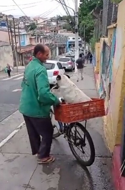O cão está na cesta da bicicleta