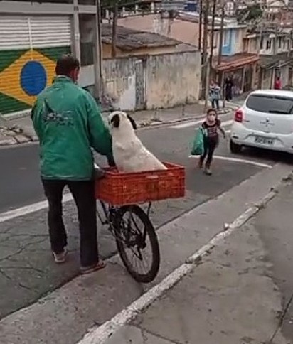 Homem leva cão na cesta de bicicleta