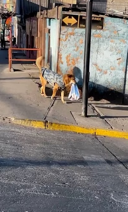 O cão foi visto dobrando a esquina carregando um saco de pão na boca.