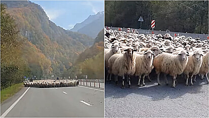 Mulher flagra momento que pastores conduzem rebanho de ovelhas por estrada russa.