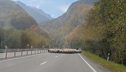 Cerca de 1.200 ovelhas andavam por uma estrada da República Ossétia do Norte, na Rússia.