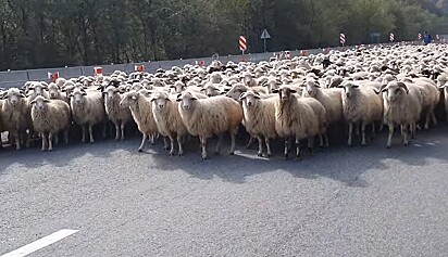 A mulher ficou admirado ao ver o rebanho com centenas de ovelhas.