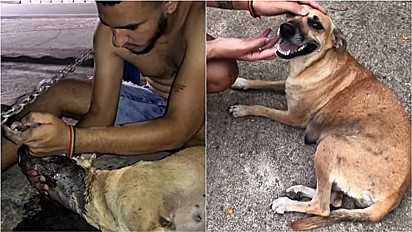 Jovem salva a vida de cachorra que foi envenenada.