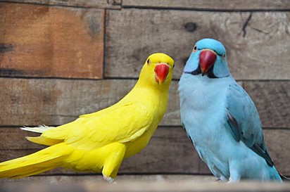 Os pássaros Sol (à esquerda) e Blue (à direita).