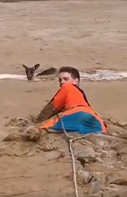 Nick Heath se rastejou pelo lamaçal para salvar o canguru.