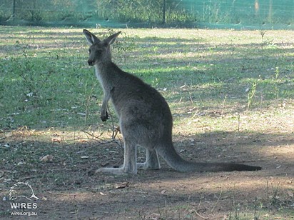 O canguru foi levado para o WIRES Australian Wildlife Rescue.