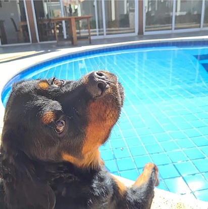Raika na borda da piscina tomando banho de sol.