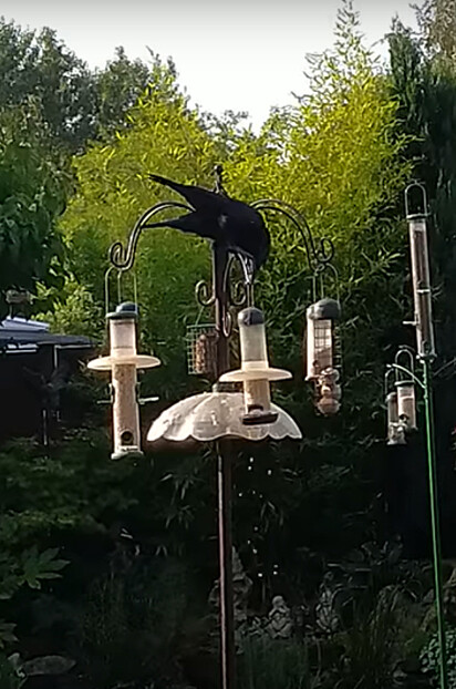 Corvo está balançando alimentador de pássaro