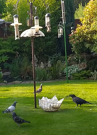 Corvo está comendo a comida ao lado dos pombos