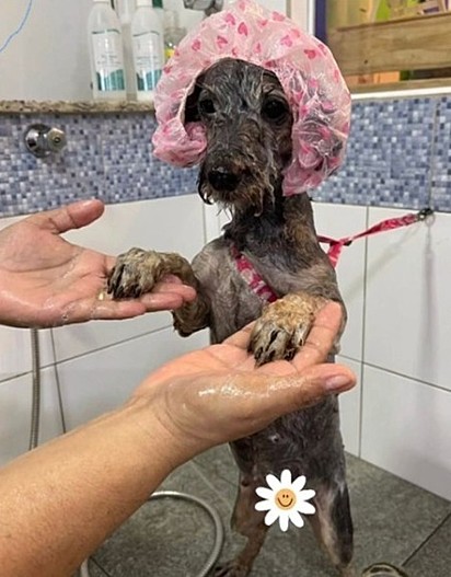 A cadelinha está tomando banho