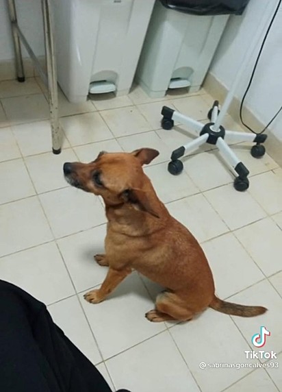 Cão caramelo sentado ao lado da maca no hospital. 