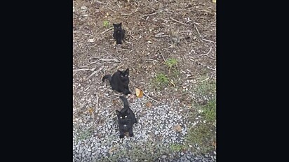 Os quatro gatos olhando para a câmera enquanto a foto é registrada.