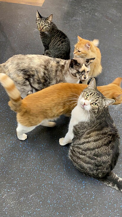 O grupo de felinos juntos no hospital.