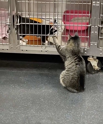 A gatinha fazendo carinho em outro pet internado na clínica.