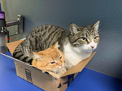Dois dos seis gatinhos deitados dentro de uma caixa de papelão.