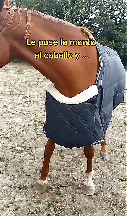 O cavalo está com uma manta