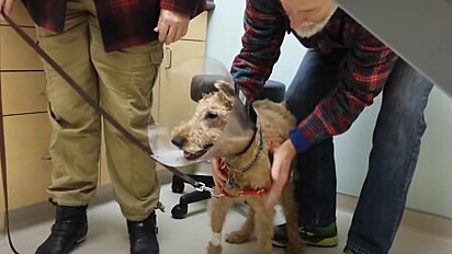 Cadela cega se emociona ao voltar a enxergar sua família após operação.
