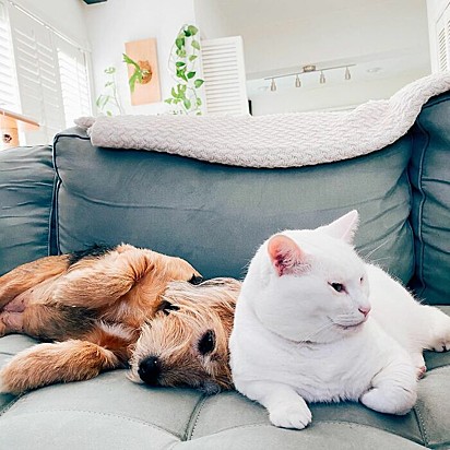 A gatinha Tuna e seu amigo canino deitados no sofá.