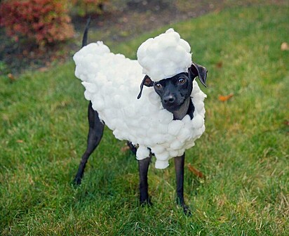 Cachorrinho vestido de ovelha.