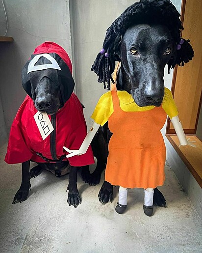 Cachorros vestidos de personagens de série da netflix.