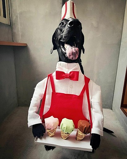 Cachorro servindo sorvetes, fantasiado.