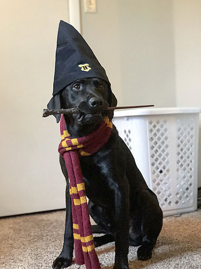 Cachorro com fantasia de Harry Potter.