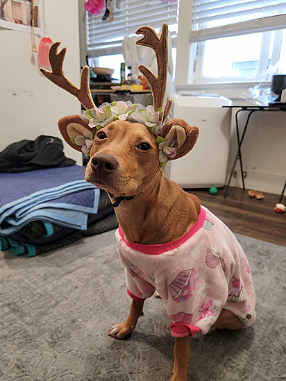 Cachorrinha com tiara de chifres de rena.