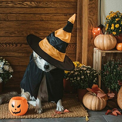 Cachorro em cenário de halloween com abóboras.