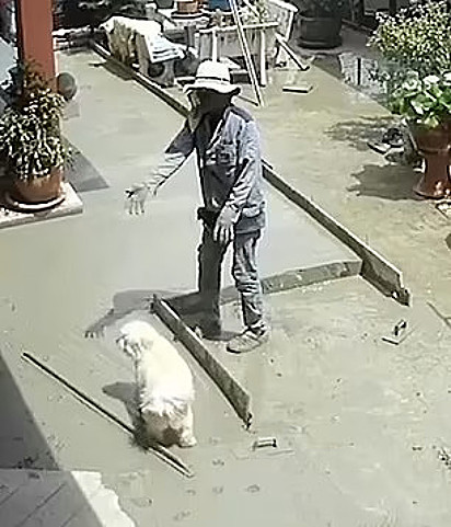 Construtor tentando parar o cachorro.