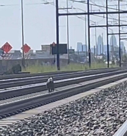 A pit bull está vagando pelos trilhos do trem